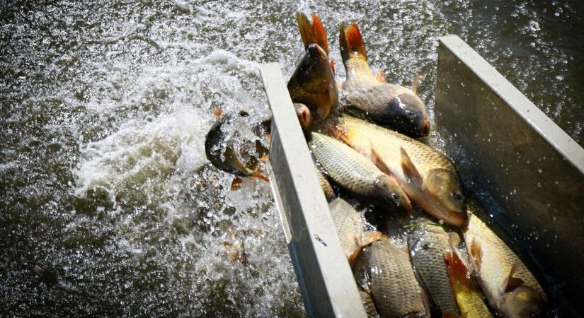 Komoly pontytelepítés jön a népszerű horgásztavon