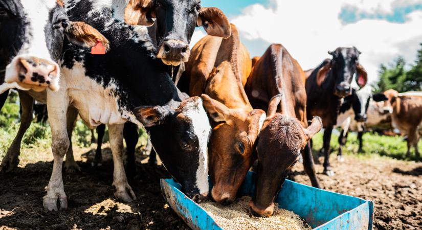 Nem bírják tovább a gazdák: traktorokkal torlaszolták el az autópályákat