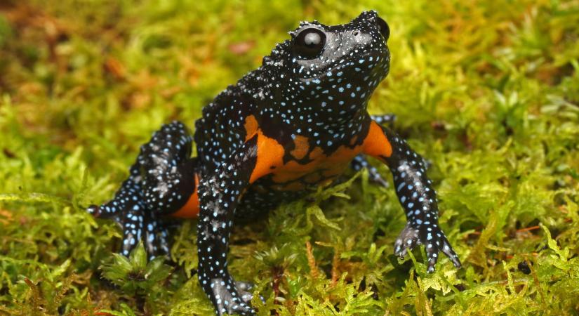 Néhány látványos fotó miatt tették tönkre a ritka galaxisbéka egyik ismert élőhelyét