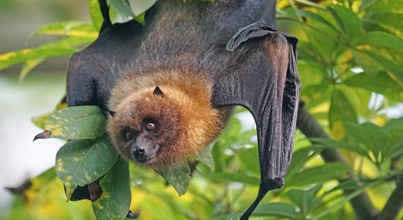 A denevér, aki útközben vacsorázott – és ezt 1200 méter magasan tette