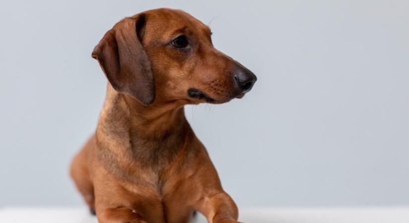 Mitől kophat ki a kutyák szőre foltokban?