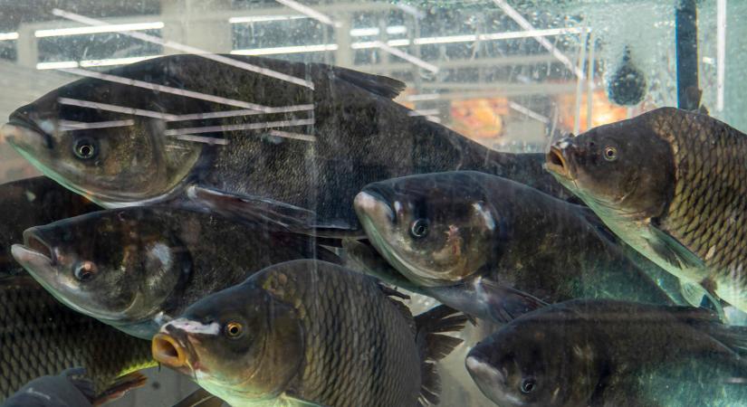 Razziát indított a hatóság itthon: sokaknál megjelenhetnek december 31-ig