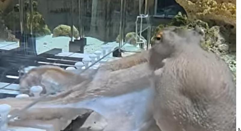 Taco, a zongorázó polip története