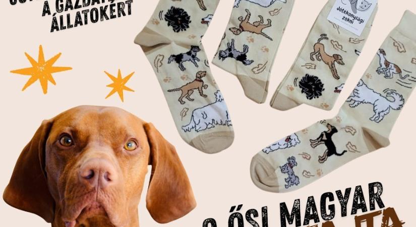 Meleg lábak, meleg szívek – jótékonysági zoknikkal az állatokért!