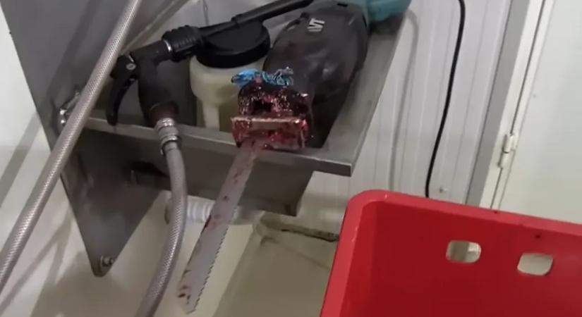 Több tonna élelmiszert vontak ki a forgalomból egy vadhúsfeldolgozónál a Nébih ellenőrzésén