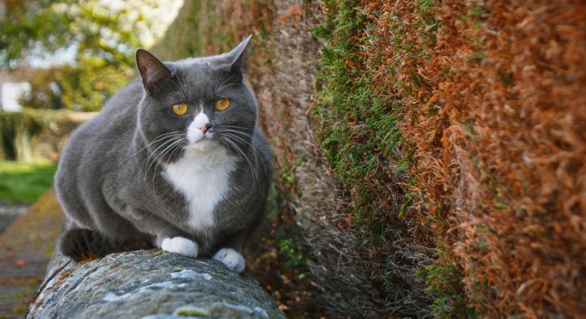Már a középkor óta koptatjuk: ismerd meg az esztergomi Macskaút történetét