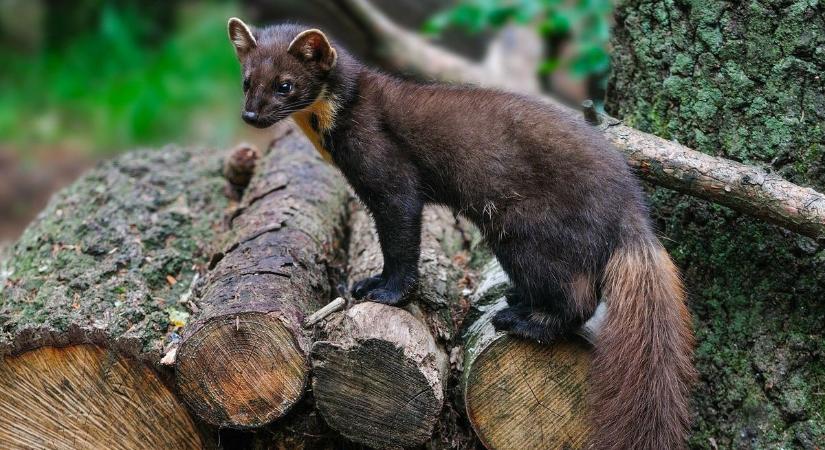 Ez történik amikor visszaveszi a teret a természet a Maros-ártérben