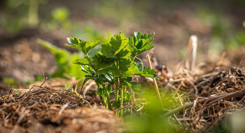 A talajtakarás színei – melyik anyag mit jelez?