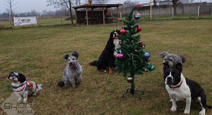 A kutyusokat fel kell készíteni az ünnepekre