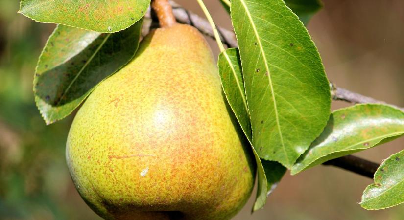 Vegyes képet mutat a globális körtepiac