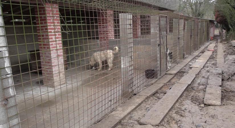 Jelentős fejlesztések és közösségi összefogás a menhelyen