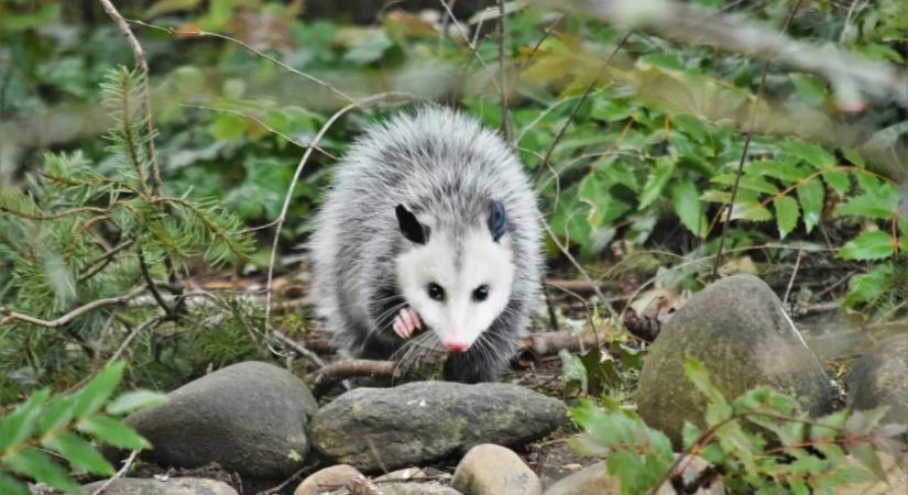 Állatkínzás miatt eljárás indult az ismert youtuber ellen