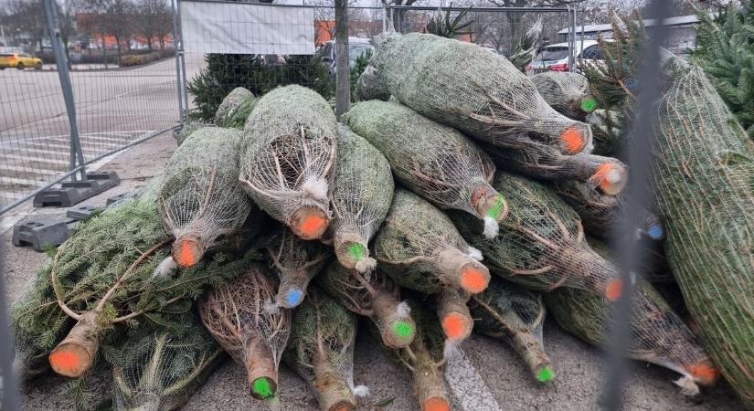 Lecsapott a „Grincs” Fejérben: több tucat fenyőfát lopott el