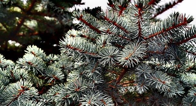 Egyre többen rendelik online a karácsonyfát