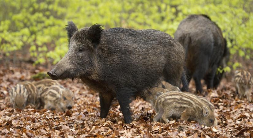 Járvány Spanyolországban: nő a fertőzött vaddisznók száma