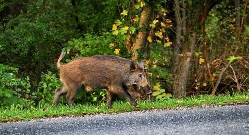 Megoldódhat a vaddisznó-probléma: így lőhetik ki a veszélyes vadakat