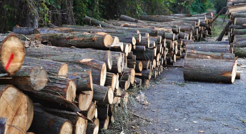 Vigyázat! Ezekről a telefonszámokról hívnak a tűzifás csalók – közzétették a feketelistát