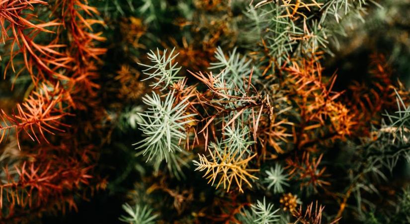 Örökzöldek téliesítése – a barnulás elleni 4 lépés