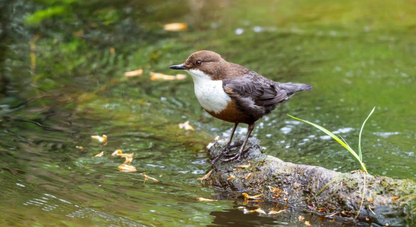 Szenzáció a Bükk lábánál: 500 ezer forintos értékű ritkaság bukkant fel a Szinva-patakon