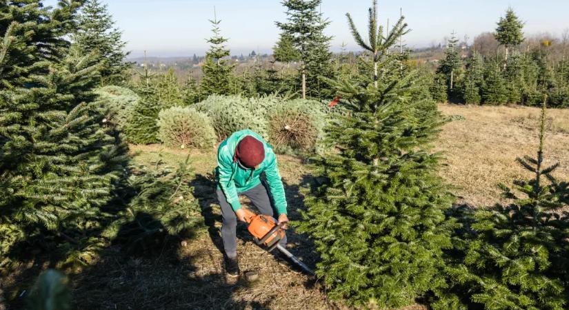 Ábrándnak tűnik az idei fehér karácsony