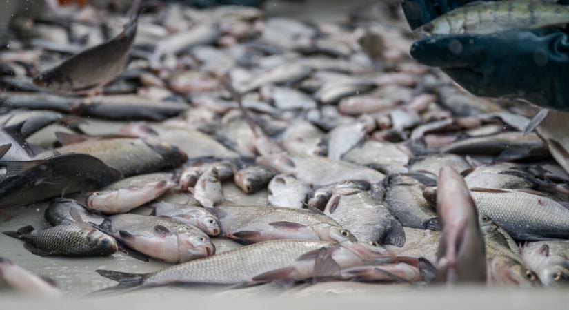 Az aszály okozta károk ellenére sem lesz hiány a jó minőségű magyar halból