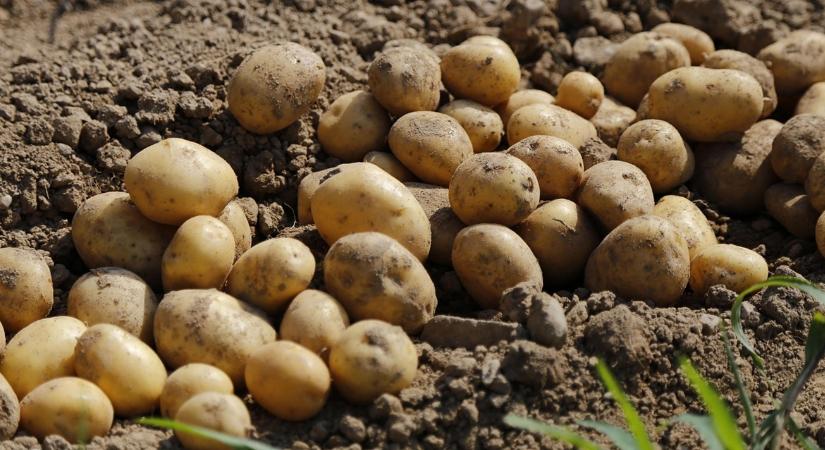 Nem elég, hogy túltermelnek burgonyából, még importálnak is hozzá ebben az országban
