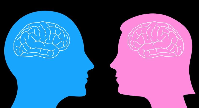 Férfi agy és női agy? A tudomány most mindent megcáfol, amit eddig hittél