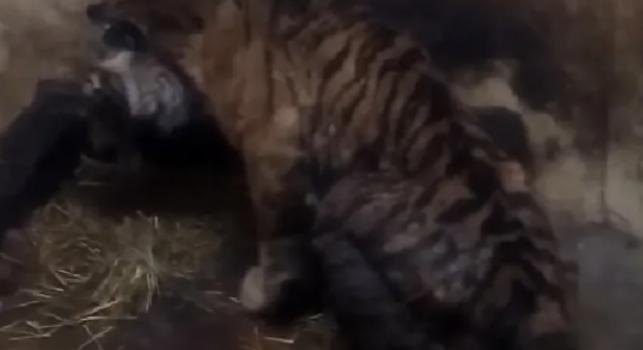 Az eddigi legmegrázóbb felvétel a szenvedő tigrisről a palicsi állatkertben (videó)