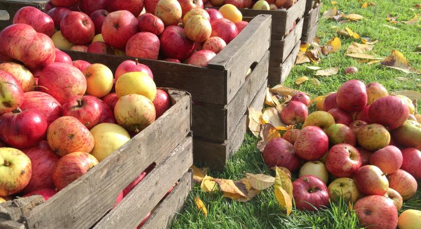 Hihetetlen, de igaz: ennyiért árulnak most itthon egy kiló almát