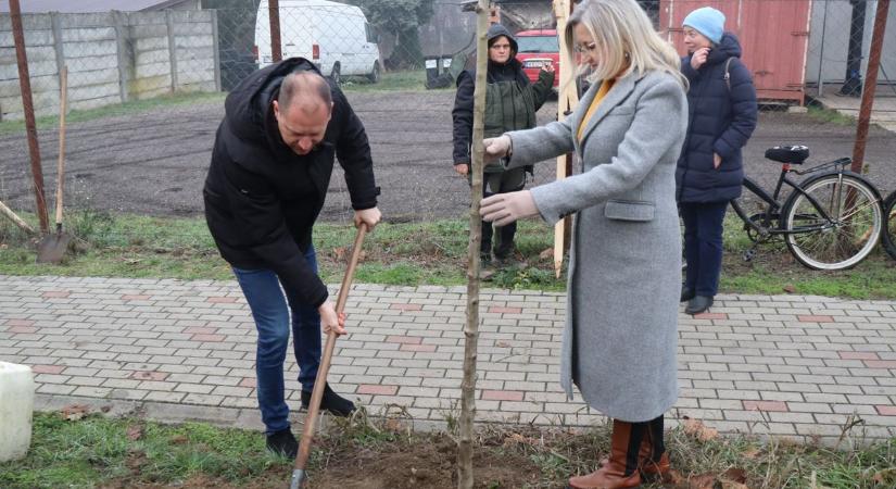 Ezek a fák Makó jövőjét jelentik, a folytatás a lakókon múlik