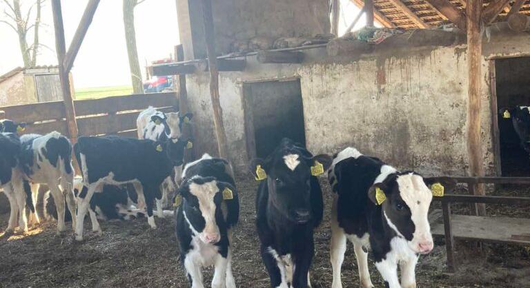 Trágyaszórással tiltakozhatnak a tejgyárak és üzletek előtt a tejtermelők