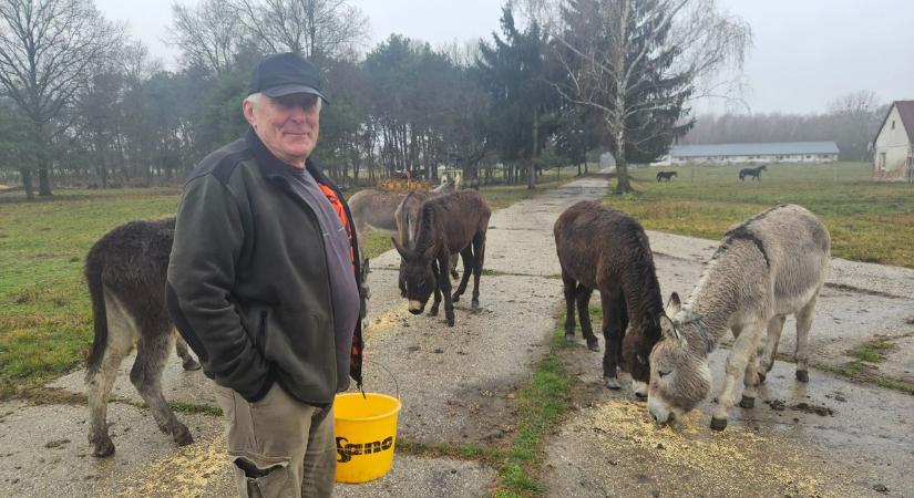 Beszabadultunk negyvenkét kanca közé – Sisi hintóját is ezek a dél-somogyi szamarak húzzák