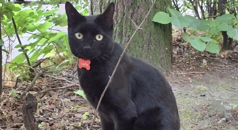 Eltűnt a legismertebb szegedi macska, 89 éves gazdája mindent megtesz azért, hogy mihamarabb hazakerüljön