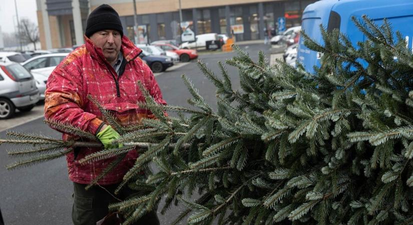 Zalában olcsóbb a fenyő? Hol érdemes karácsonyfát vásárolni? (galéria)