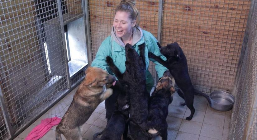 Többmilliós támogatás a fehérvári menhelynek