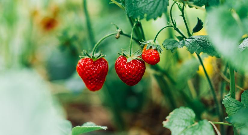 Problémák a szamóca piacán: durva, ami sok termelővel történt