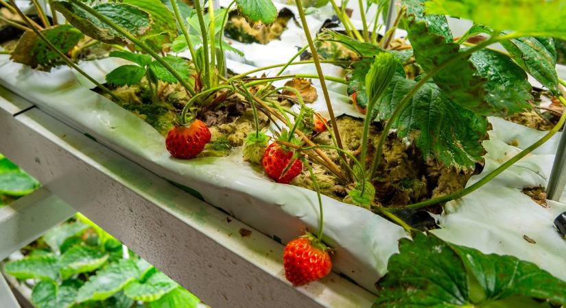 Szamócatrend: folytontermő fajták nyáron, mesterséges megvilágítás télen