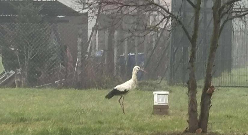 Nem repült el a fiatal gólya, az egész falu Oszkárt eteti – megható összefogás