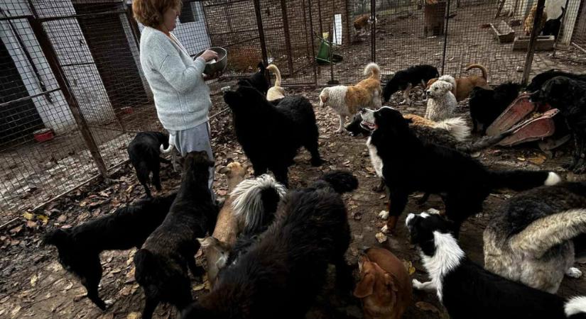 A mentett kutyáknak gyűjt támogatást az állás nélkül maradt bajmoki tanárnő