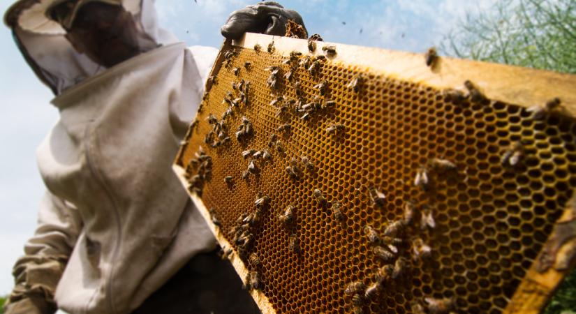 Elkezdték kifizetni a méh-állatjóléti támogatásokat