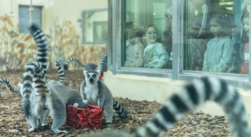 Megható karácsony az állatkertben: óvodások ajándékozták meg a makikat (galériavideó)