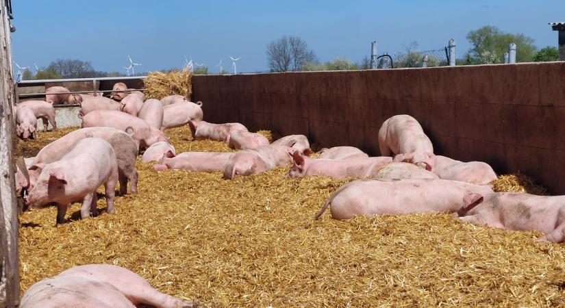 Zsíros a húsa: márka válhat ebből a ritka sertésfajtából