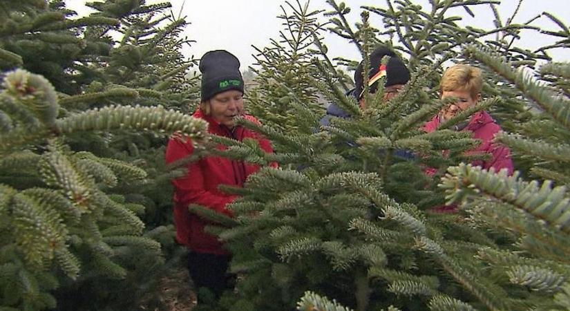 Jól indul a karácsonyfa eladás