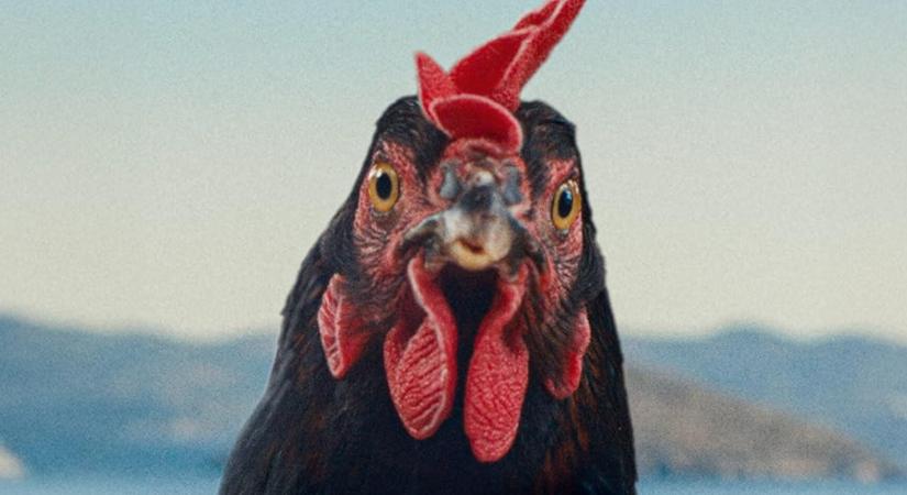 Amerikában is a mozikba kerül Pálfi György új filmje, A tyúk!