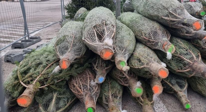 Festékkel megjelölt fenyők vezettek a tolvajok nyomára Dunaújvárosban