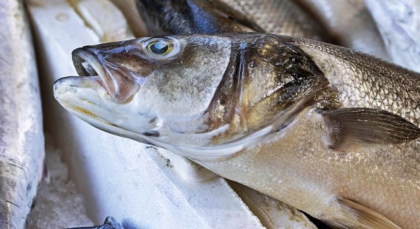 Ez a hal az egyik legveszélyesebb, mégis rendszeresen a kosarunkba kerül