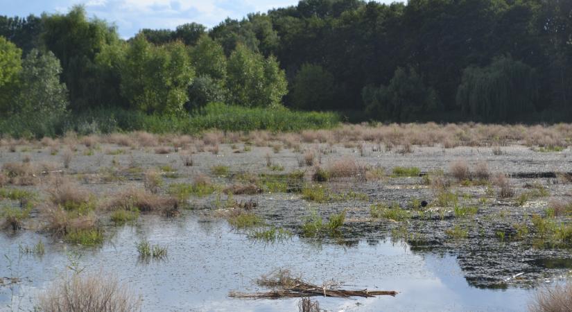 Így állítanák vissza a Vekeri-tó nyílt vízfelületét
