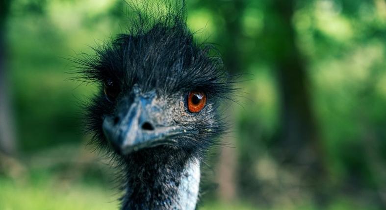 Szökött emu okozott nagy riadalmat Sirokon