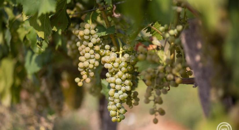 Ez a a második leggyakrabban fogyasztott alkohol Magyarországon
