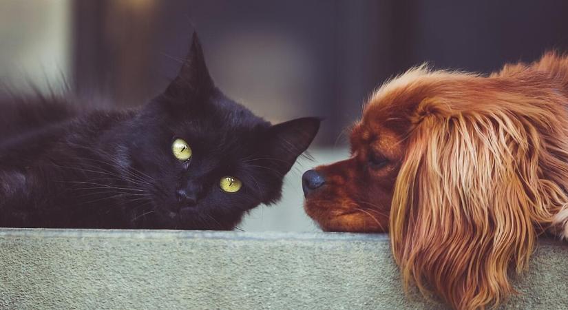 Kutyák és macskák a magyar háztartásokban: ki nyerte az első helyet?